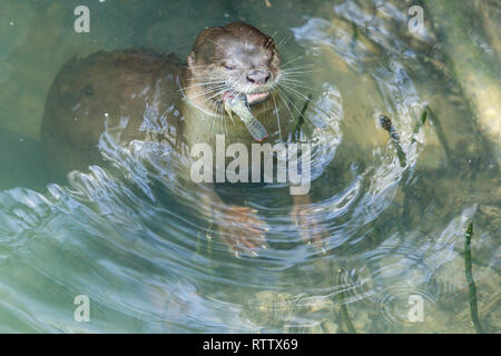 Les Enduits lisses Otter La pêche dans la rivière de la Mangrove Banque D'Images