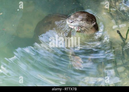 Les Enduits lisses Otter La pêche dans la rivière de la Mangrove Banque D'Images