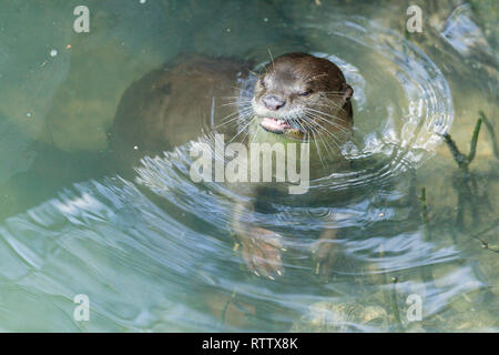 Les Enduits lisses Otter La pêche dans la rivière de la Mangrove Banque D'Images