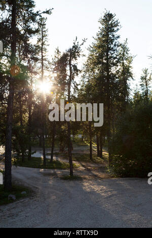 Le soleil brille à travers les arbres dans la forêt du nord du Manitoba, Canada. La lumière fournit la chaleur et l'énergie. Banque D'Images