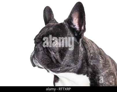 Portrait de bouledogue français sur blanc fond isolé Banque D'Images