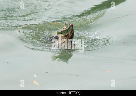 Les Enduits lisses Otter La pêche dans la rivière de la Mangrove Banque D'Images