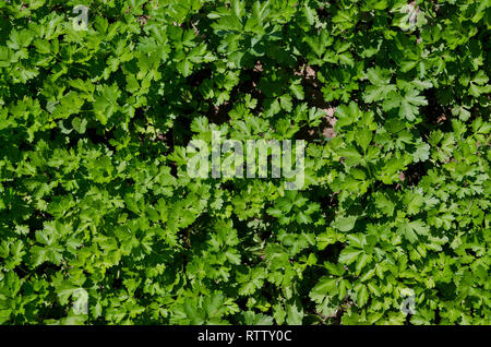 Des herbes et des légumes bio en pleine croissance en été Banque D'Images