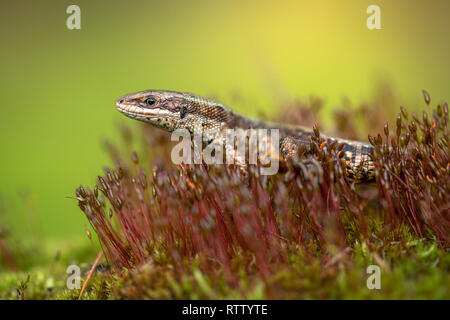 Le lézard vivipare Zootoca vivipara commun ou en République Tchèque Banque D'Images