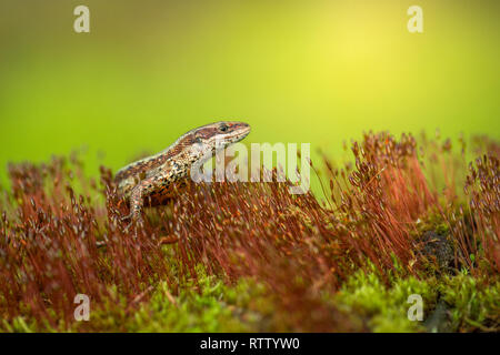 Le lézard vivipare Zootoca vivipara commun ou en République Tchèque Banque D'Images