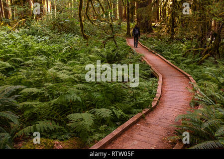 C'est l'enroulement d'une promenade à travers une forêt luxuriante d'arbres de pins et de fougères, low angle et avec un déambulateur dans l'arrière-plan Banque D'Images