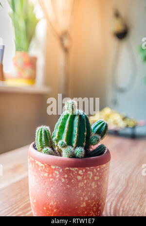 Cactus plante sud close-up dans un pot Banque D'Images