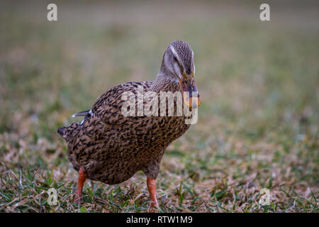 Marche de canard on meadow Banque D'Images