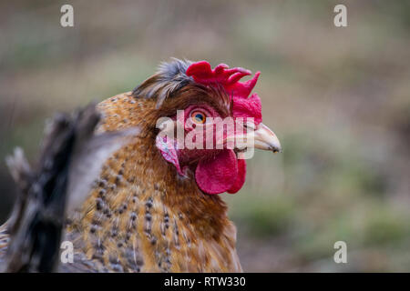 Free Range chicken hen Banque D'Images