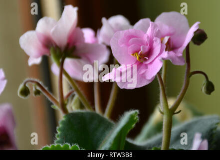 Fleur violette. (Alto). Les bourgeons de fleurs de mauve de violettes Saintpaulia. Bouton floral. Rose-violet fermé pétales de fleurs bud entouré de feuilles vertes. Banque D'Images