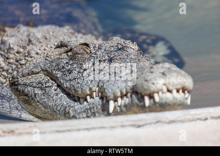 Un grand aux yeux clos alligator dormir au soleil sur le bord d'une piscine peu profonde. Banque D'Images