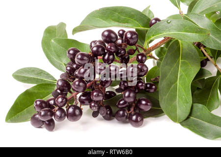 Succursale de troènes sauvages ou Ligustrum vulgare isolé sur fond blanc Banque D'Images