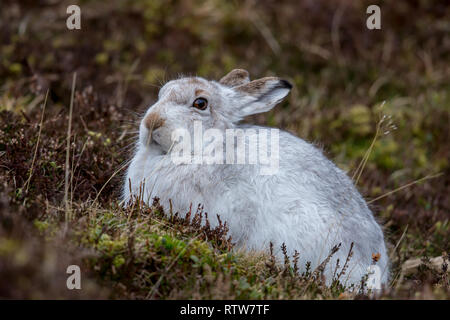 Le lièvre, également connu sous le nom de white hare, hare, hare neige alpine, est un lièvre paléarctique qui est largement adapté au polaire et les montagnes Banque D'Images