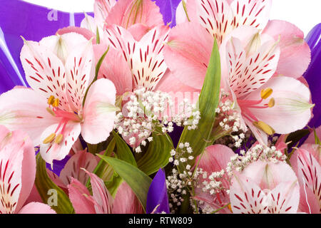 Bouquet de l'Alstroemeria close up macro fond Banque D'Images