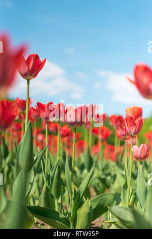 L'alot de tulipes rouges fleur dans le parc et ciel bleu avec des nuages blancs sur l'arrière-plan. Extrême printemps toile floue. Focus sélectif avec macro shot Banque D'Images