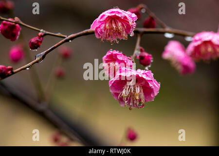 Taizhou. 2e Mar, 2019. Photo prise le 2 mars 2019 montre des fleurs prune après une pluie légère du ressort à Mei Lanfang Park à Taizhou, dans la province du Jiangsu en Chine de l'Est. Crédit : Yang Yugang/Xinhua/Alamy Live News Banque D'Images