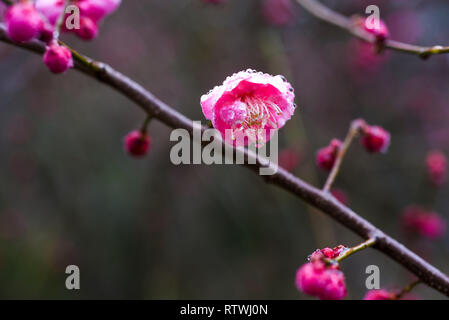 Taizhou. 2e Mar, 2019. Photo prise le 2 mars 2019 montre des fleurs prune après une pluie légère du ressort à Mei Lanfang Park à Taizhou, dans la province du Jiangsu en Chine de l'Est. Crédit : Yang Yugang/Xinhua/Alamy Live News Banque D'Images