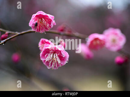 Taizhou. 2e Mar, 2019. Photo prise le 2 mars 2019 montre des fleurs prune après une pluie légère du ressort à Mei Lanfang Park à Taizhou, dans la province du Jiangsu en Chine de l'Est. Crédit : Yang Yugang/Xinhua/Alamy Live News Banque D'Images