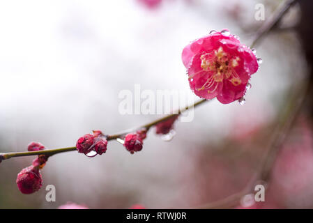 Taizhou. 2e Mar, 2019. Photo prise le 2 mars 2019 montre des fleurs prune après une pluie légère du ressort à Mei Lanfang Park à Taizhou, dans la province du Jiangsu en Chine de l'Est. Crédit : Yang Yugang/Xinhua/Alamy Live News Banque D'Images