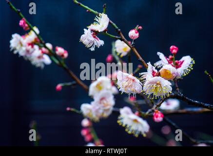 Taizhou. 2e Mar, 2019. Photo prise le 2 mars 2019 montre des fleurs prune après une pluie légère du ressort à Mei Lanfang Park à Taizhou, dans la province du Jiangsu en Chine de l'Est. Crédit : Yang Yugang/Xinhua/Alamy Live News Banque D'Images