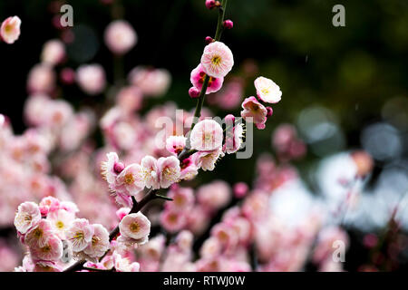 Taizhou. 2e Mar, 2019. Photo prise le 2 mars 2019 montre des fleurs prune après une pluie légère du ressort à Mei Lanfang Park à Taizhou, dans la province du Jiangsu en Chine de l'Est. Crédit : Yang Yugang/Xinhua/Alamy Live News Banque D'Images