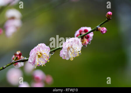 Taizhou. 2e Mar, 2019. Photo prise le 2 mars 2019 montre des fleurs prune après une pluie légère du ressort à Mei Lanfang Park à Taizhou, dans la province du Jiangsu en Chine de l'Est. Crédit : Yang Yugang/Xinhua/Alamy Live News Banque D'Images