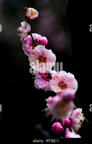 Taizhou. 2e Mar, 2019. Photo prise le 2 mars 2019 montre des fleurs prune après une pluie légère du ressort à Mei Lanfang Park à Taizhou, dans la province du Jiangsu en Chine de l'Est. Crédit : Yang Yugang/Xinhua/Alamy Live News Banque D'Images