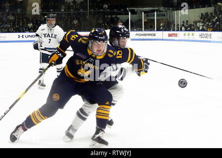 New Haven, CT, USA. 2e Mar, 2019. 2 mars 2019 - New Haven, Connecticut, USA Quinnipiac : # 18 NICK JERMAIN et Yale # 11 ANFREW GAUS chase la rondelle dans le coin. Victoire de 4-1 du Quinnipiac a décroché le championnat de la saison régulière, les lynx et les rend le n° 1 dans l'ensemble des semences dans la CEAC 2019 Tournoi de hockey. Matches entre les deux écoles, qui se trouvent à 13 km de l'autre à New York, ont été une rivalité chauffée depuis à 2 équipes a joué pour un championnat national en 2013, qui a été remporté par Yale 4-0. Stan Godlewski/ZUMA Press Crédit : Stan Godlewski/ZUMA/Alamy Fil Live News Banque D'Images