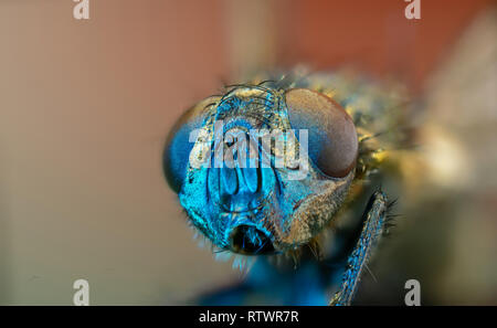 Macro photo fly head Banque D'Images
