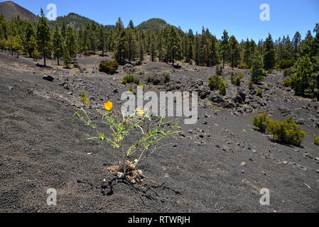 Hornpoppy Glaucium flavum (jaune), Pico Birigoyo, Cumbre Vieja, La Palma, Canary Islands, Spain Banque D'Images