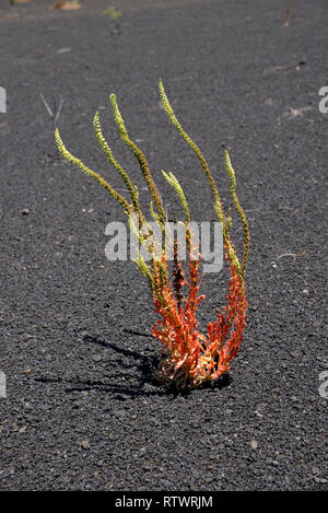 Dyer's Rocket (Reseda luteola), Pico Birigoyo, Cumbre Vieja, La Palma, Canary Islands, Spain Banque D'Images