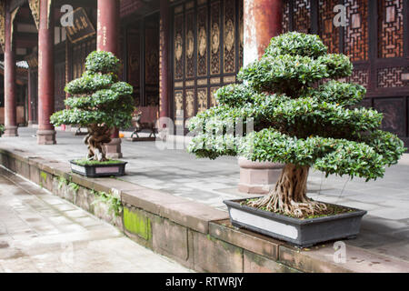 Les plantes en pot chinois, de petits pins. Banque D'Images