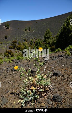 Hornpoppy Glaucium flavum (jaune), Pico Birigoyo, Cumbre Vieja, La Palma, Canary Islands, Spain Banque D'Images