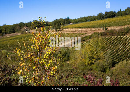 Montevertine vignoble dans la campagne toscane près de Radda in Chianti, Province de Sienne, Toscane, Italie Banque D'Images