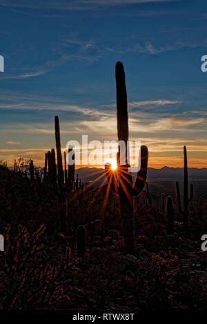 Staghorn cactus en premier plan sont illuminées comme saguaro cactus debout dans le soleil couchant de Saguaro National Park, Arizona Banque D'Images