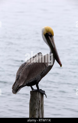 Pélican brun sur une jetée de South Padre Island, Texas Banque D'Images