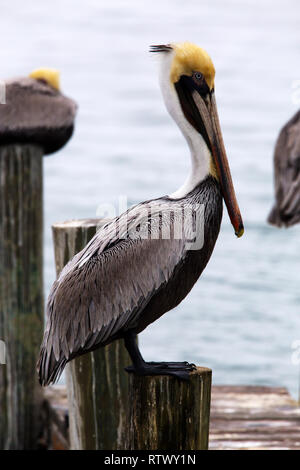 Pélican brun sur une jetée de South Padre Island, Texas Banque D'Images