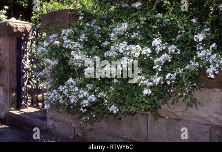 PLUMBAGO BLANC (PLUMBAGO AURICULATA SYN CAPENSIS) POUSSANT SUR UN VIEUX MUR DE JARDIN DE GRÈS, SYDNEY, NOUVELLE GALLES DU SUD, AUSTRALIE. Banque D'Images