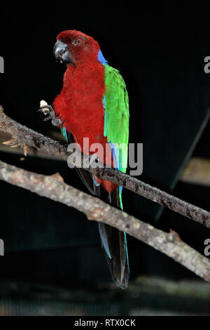 Red-breasted musk Prosopeia tabuensis-perroquet, splendens, endémique à Fidji, à l'affiche au Kula Eco Park, Viti Levu, Fidji, Pacifique Sud Banque D'Images