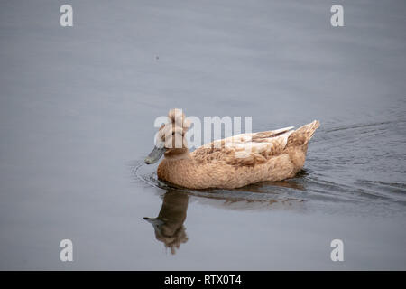 Canard homme Bun Banque D'Images