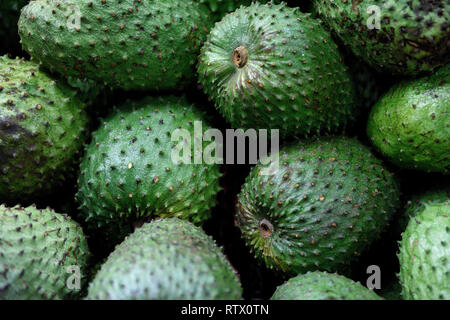 Soursop frais, annona muricata ou guanabana colombienne sur un marché agricole de Medellin, Colombie, Amérique du Sud Banque D'Images