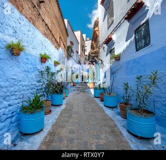 Ruelle étroite avec les pots de fleurs, maisons bleu, Médina de Chefchaouen, Chaouen, Tanger-Tétouan, Maroc Banque D'Images