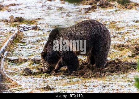Ours grizzli (Ursus arctos horribilis) à chercher de la nourriture à l'automne, le Parc National de Yellowstone, Wyoming, USA Banque D'Images