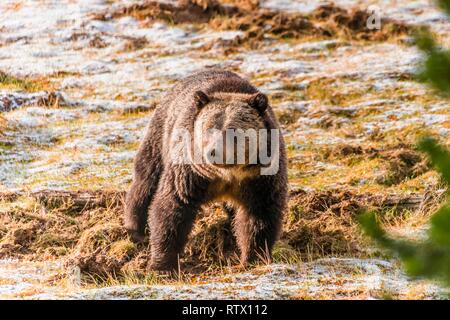 Ours grizzli (Ursus arctos horribilis) à chercher de la nourriture à l'automne, le Parc National de Yellowstone, Wyoming, USA Banque D'Images