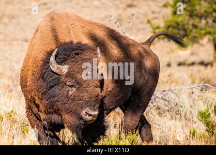 Le bison d'Amérique (Bison bison), le Parc National de Yellowstone, Wyoming, USA Banque D'Images