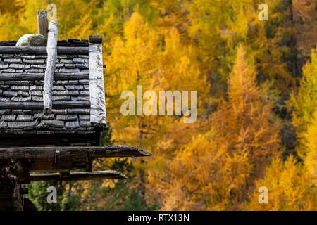 Refuge de montagne, toit en ardoises, mélèzes automnales (Larix decidua) à l'arrière, Vals, Valstal, Tyrol du Sud, Italie Banque D'Images