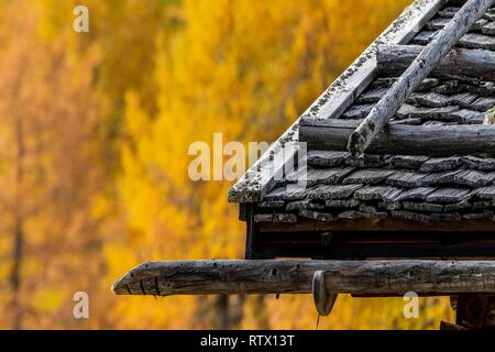 Refuge de montagne, toit en ardoises, mélèzes automnales (Larix decidua) à l'arrière, Vals, Valstal, Tyrol du Sud, Italie Banque D'Images