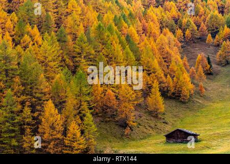La montagne d'automne forêt de mélèzes (Larix decidua) avec petit refuge de montagne dans un pré, Vals, Valstal, Tyrol du Sud, Italie Banque D'Images
