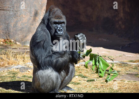 Silverback Gorilla Banque D'Images