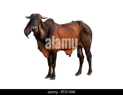 Bonne vache mâle brahman isoler sur fond blanc,cela a clipping path Banque D'Images